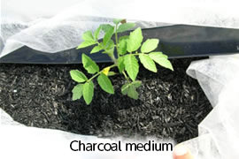 炭培地の写真
